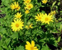 heliopsis helianthoides 6-11b.jpg